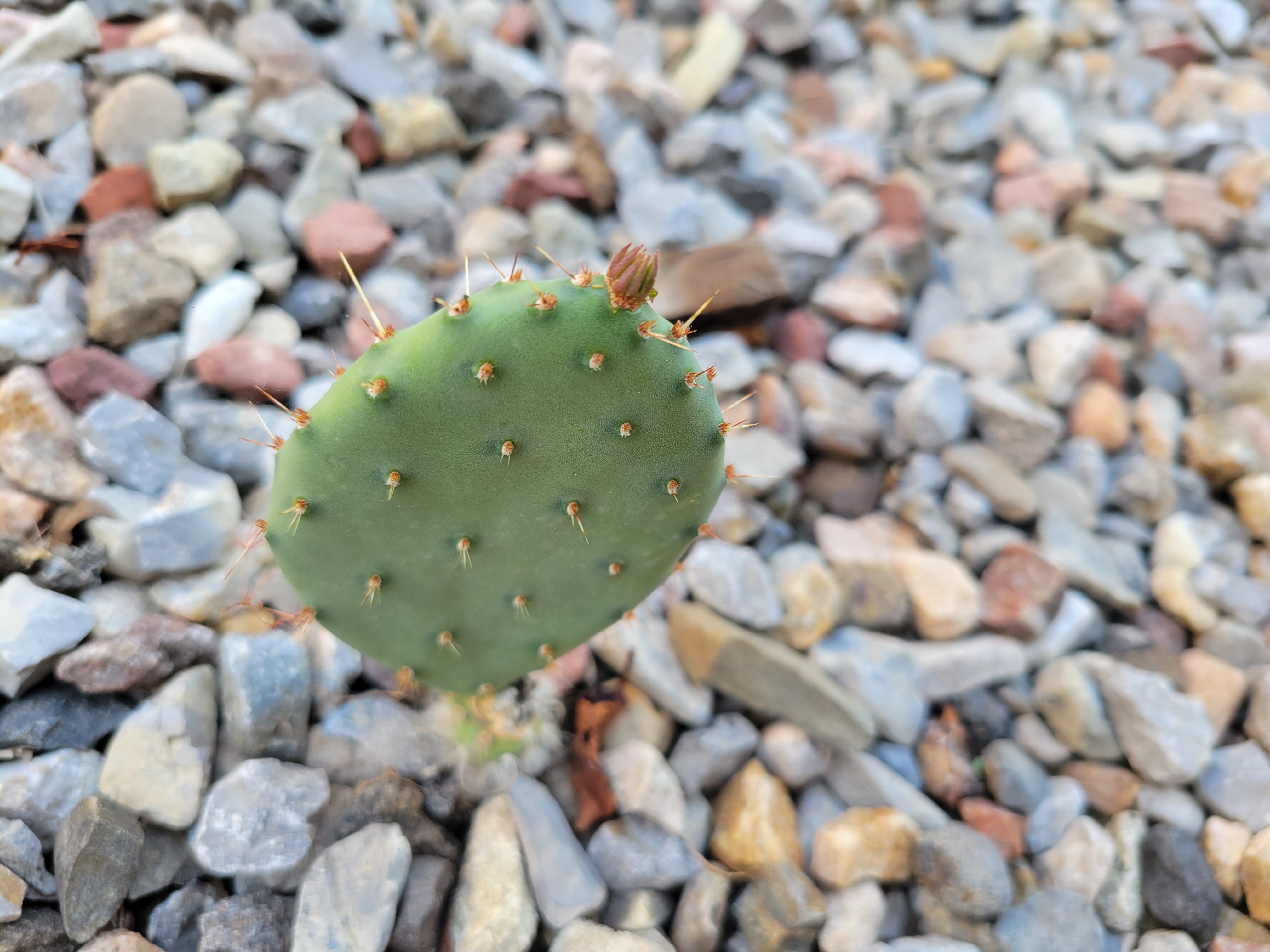 Small prickly pear with only one leaf.